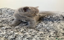 British Shorthair cats for sale: British Blue SH Kittens, TICA, Queens,Studs. - Image 13