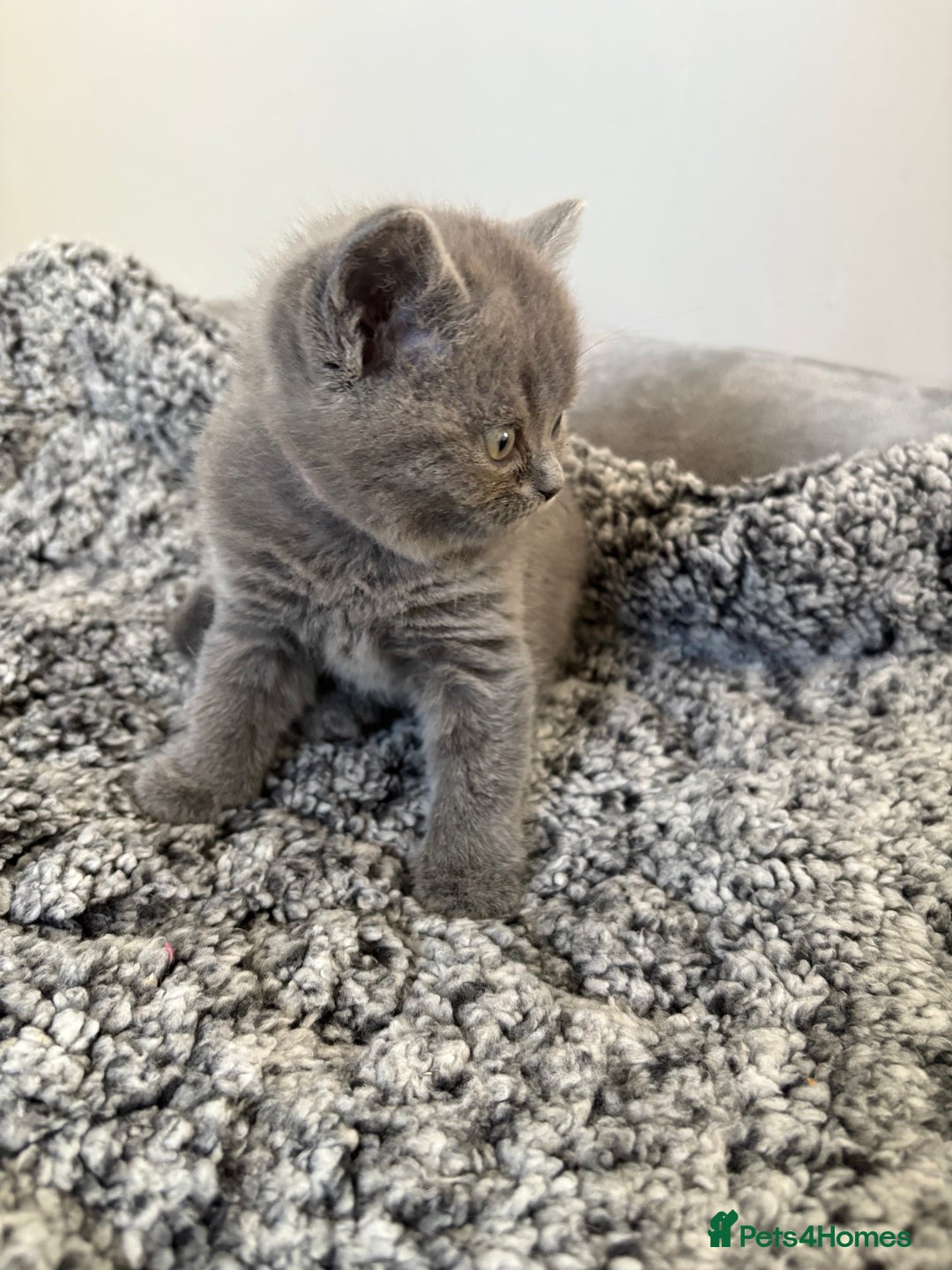 British Shorthair cats for sale: British Blue SH Kittens, TICA, Queens,Studs. - Image 13