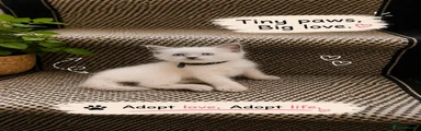 Ragdoll 1