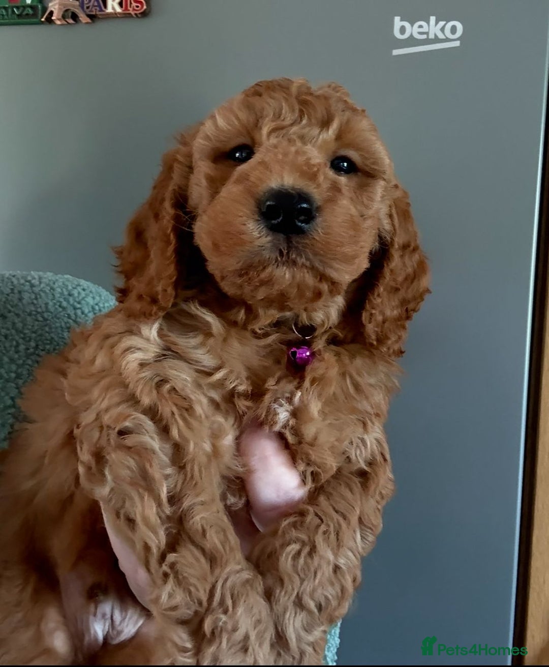 Cockapoo dogs for sale: Quality F1b Cockapoo Puppies - Advert 12