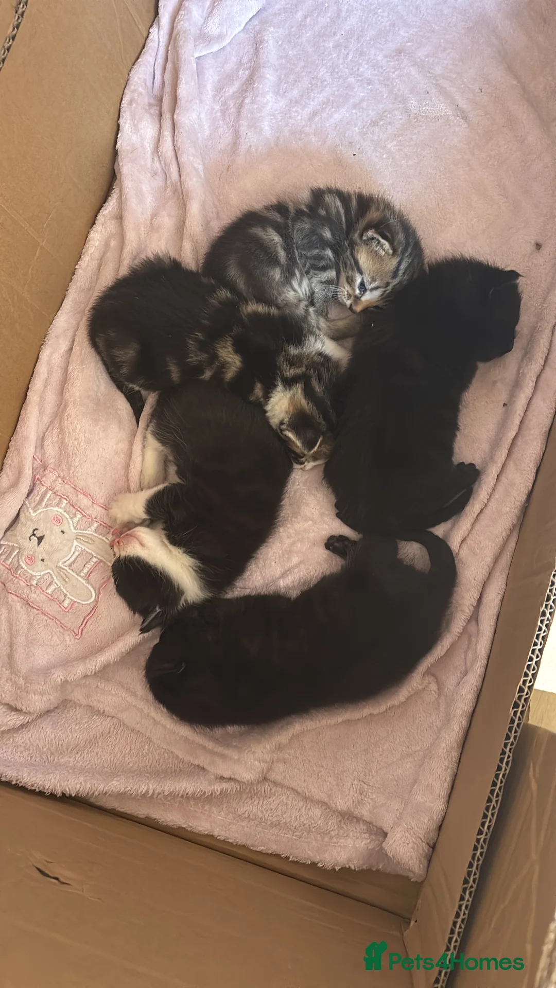 Mixed Breed cats for sale: Cats  in Wolverhampton - Advert 2