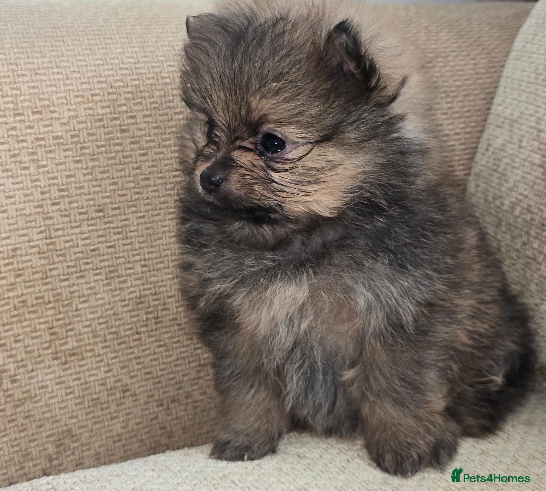 Pomeranian dogs Beautiful Pomeranian Puppies - Advert 18