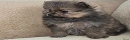 Pomeranian dogs for sale: Beautiful Pomeranian Puppies in London - Advert 4