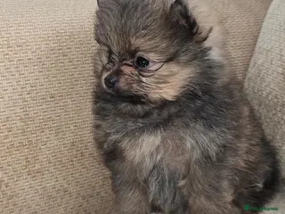 Pomeranian dogs Beautiful Pomeranian Puppies - Advert 18