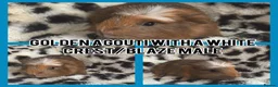 Guinea Pig rodents for sale: BABY GUINEA PIGS READY NOW  - Advert 16