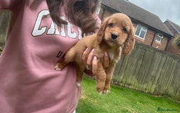 Cocker Spaniel dogs for sale: KC registered Red Cocker Spaniel Pups  - Image 14