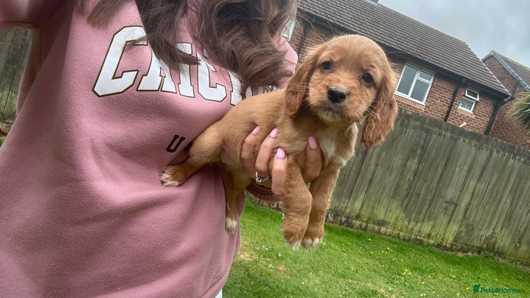 Cocker Spaniel dogs for sale: KC registered Red Cocker Spaniel Pups  - Image 14