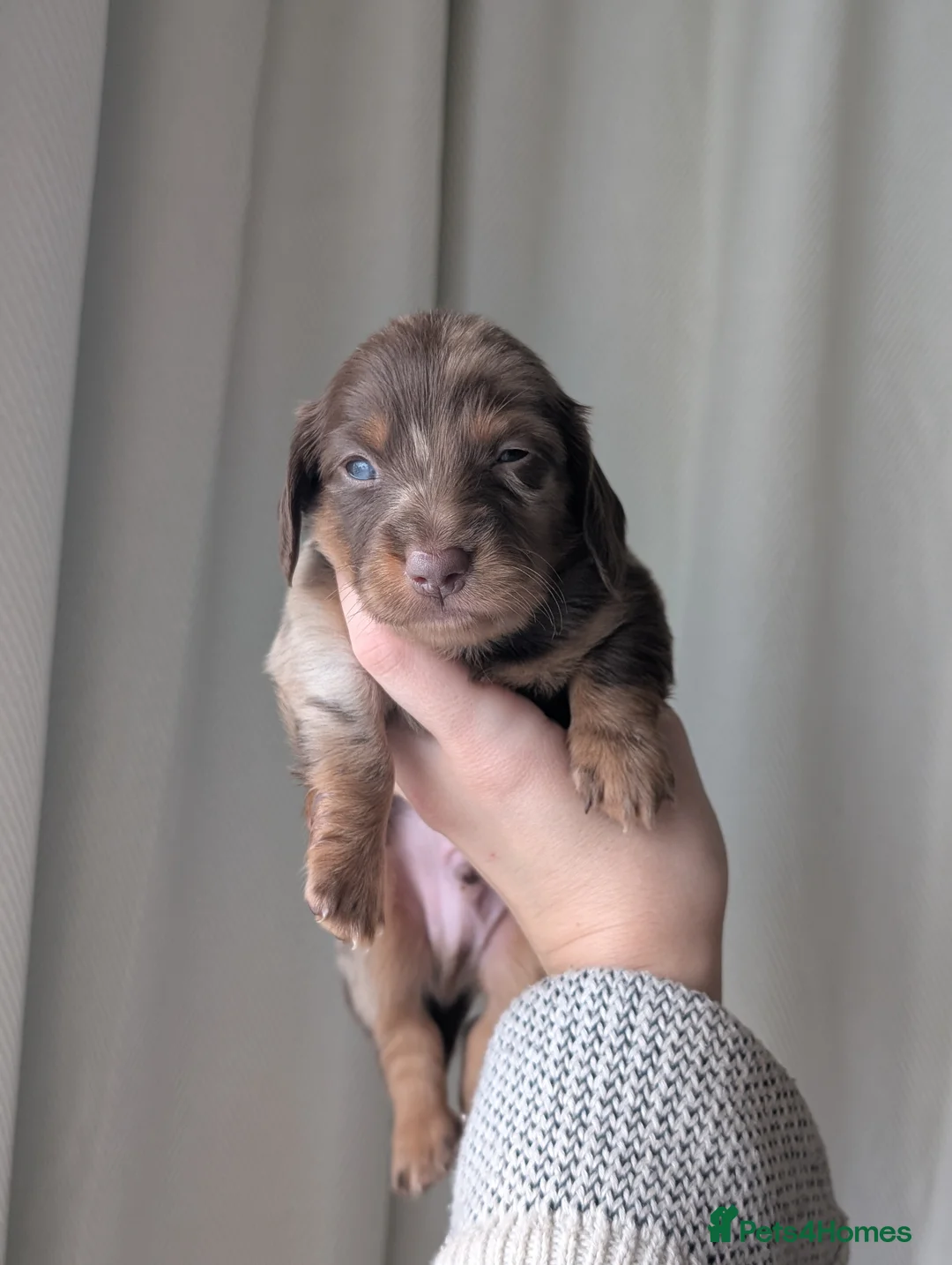 Miniature Dachshund dogs for sale: Longhaired and smooth miniature dachshunds  - Advert 1