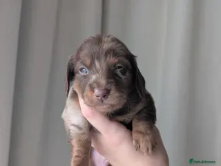 Miniature Dachshund dogs Longhaired and smooth miniature dachshunds - Advert 1