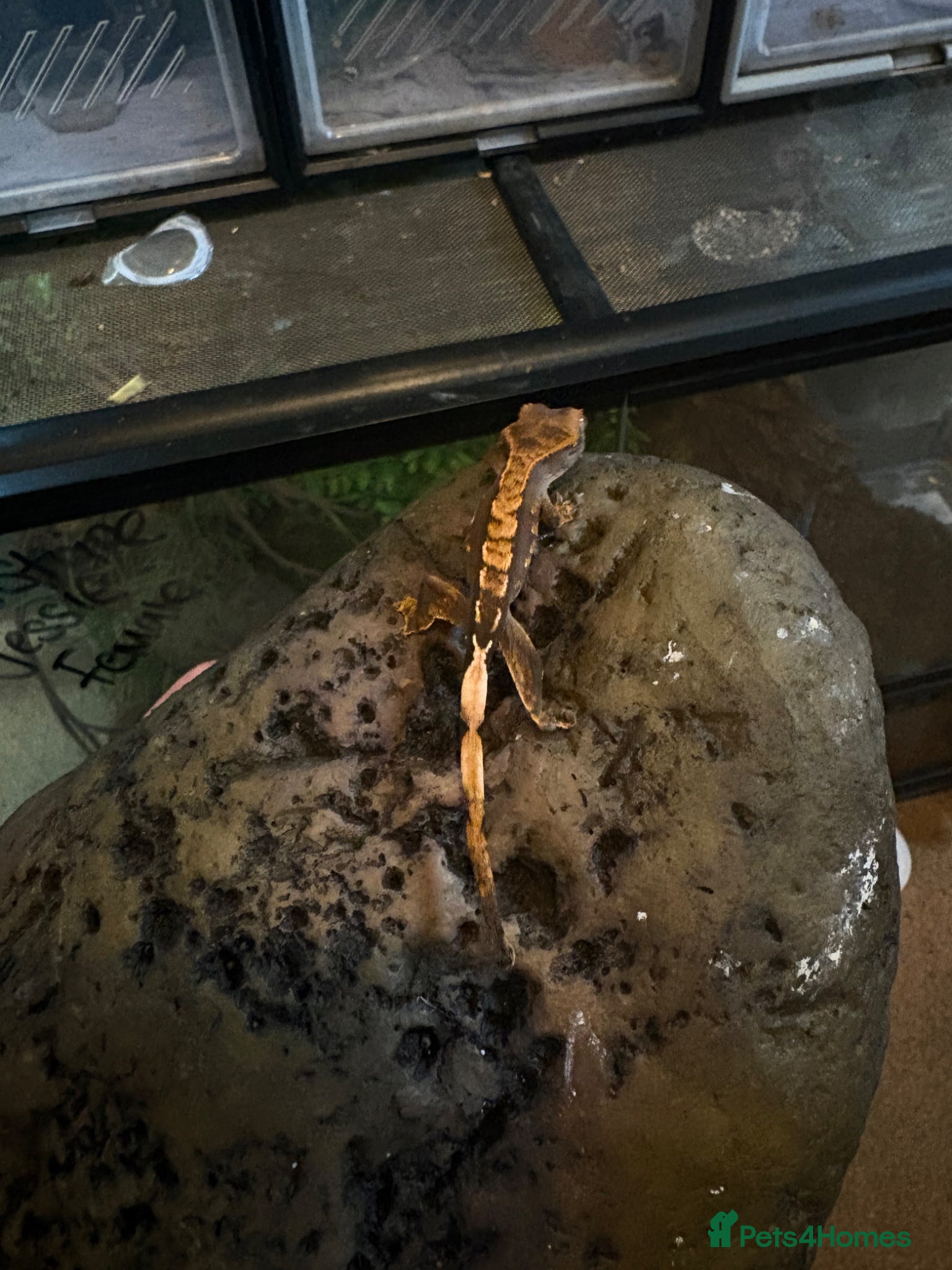 Gecko reptiles 🦎 Baby Crested Geckos Available 🦎 - Advert 2