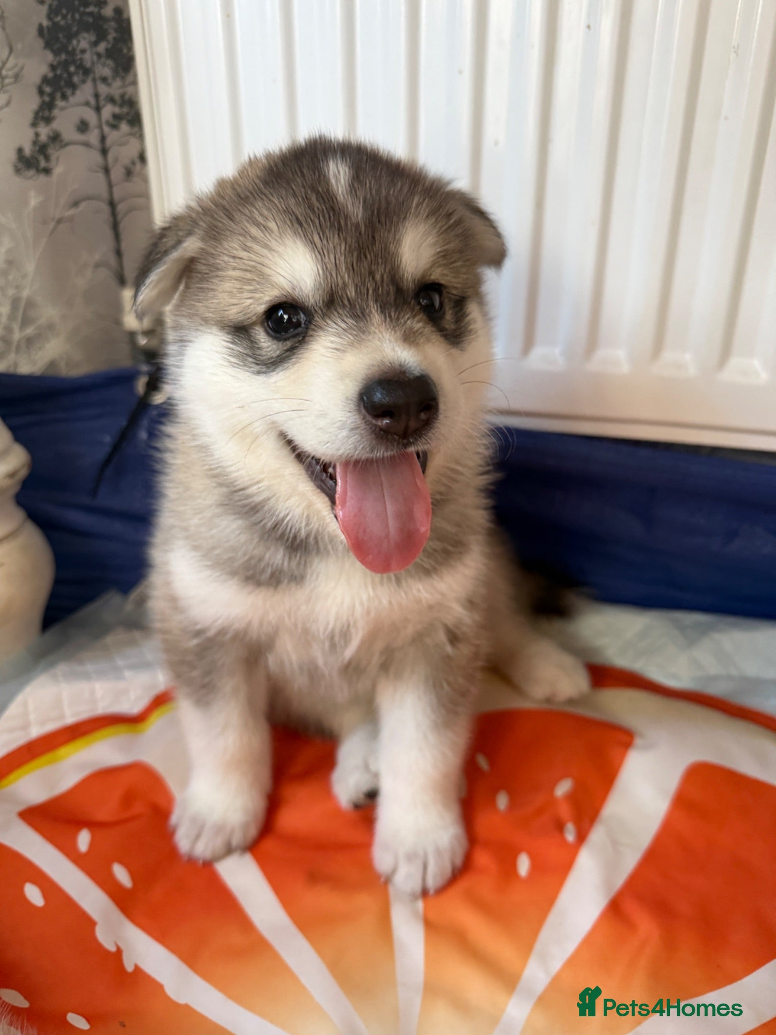 Mixed Breed dogs Beautiful husky cross puppies  - Advert 6
