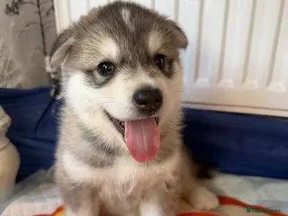 Mixed Breed dogs Beautiful husky cross puppies - Advert 6