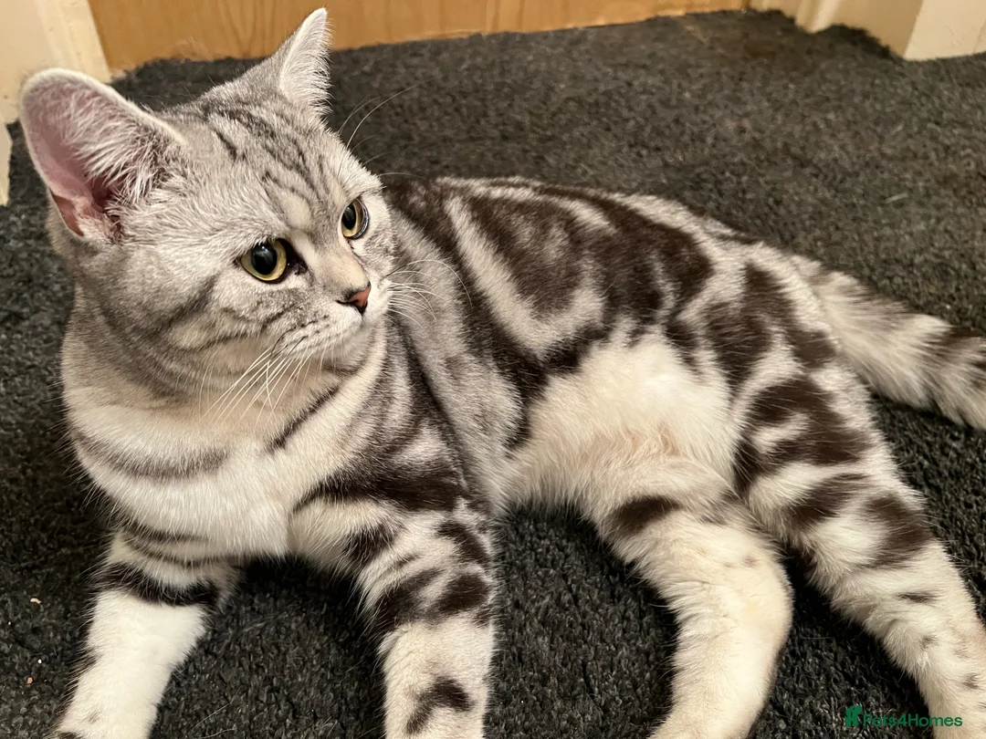 British Shorthair cats for sale: GCCF Rare Show Quality BSH Silver Tabby Kittens  - Advert 40