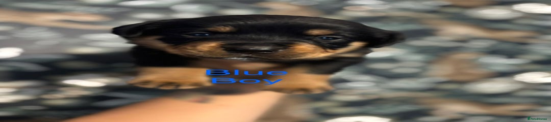 Rottweiler Puppy Blue