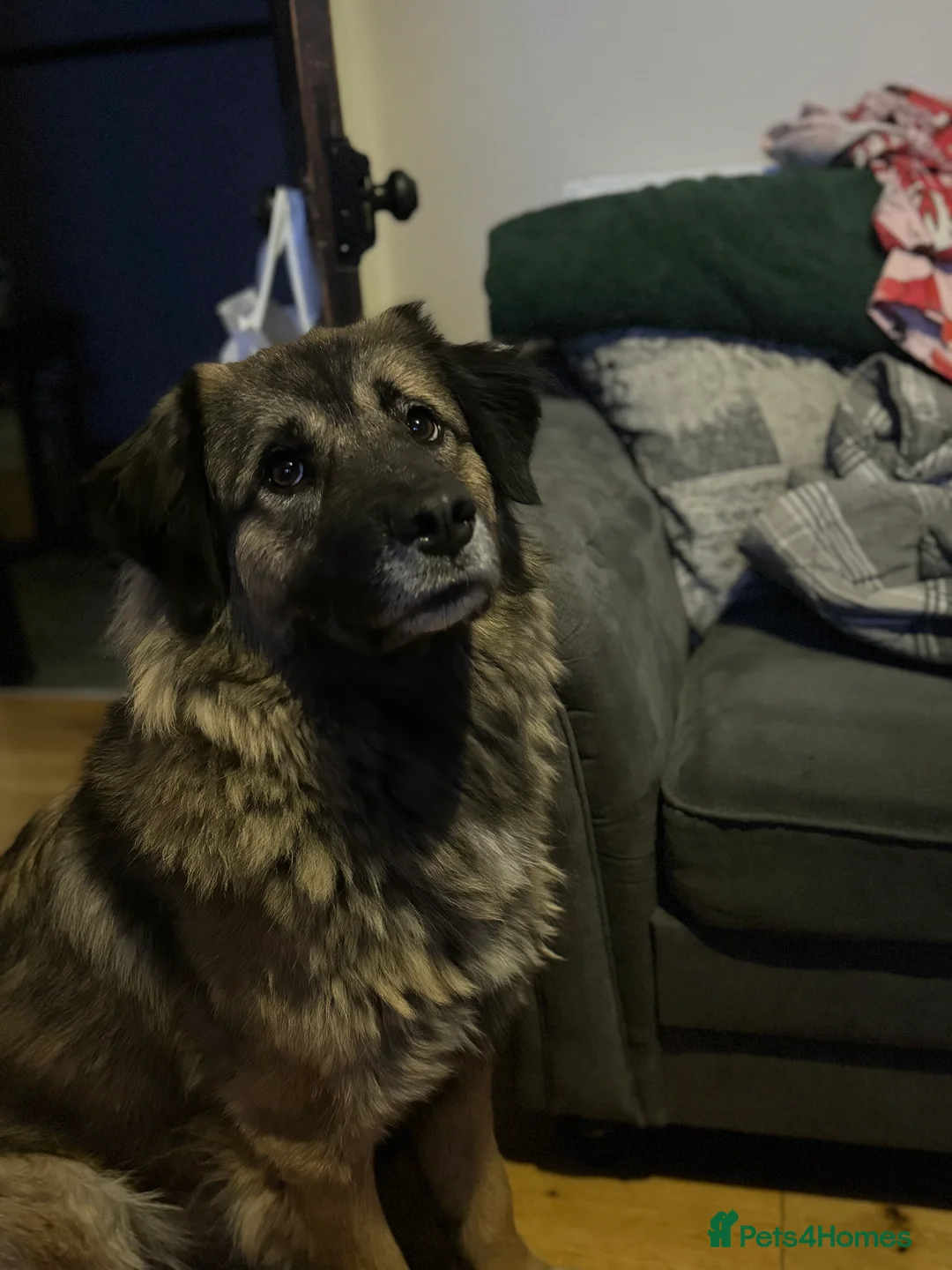 German Shepherd dogs for sale: 3 year old German shepherd in need forever home  - Advert 2