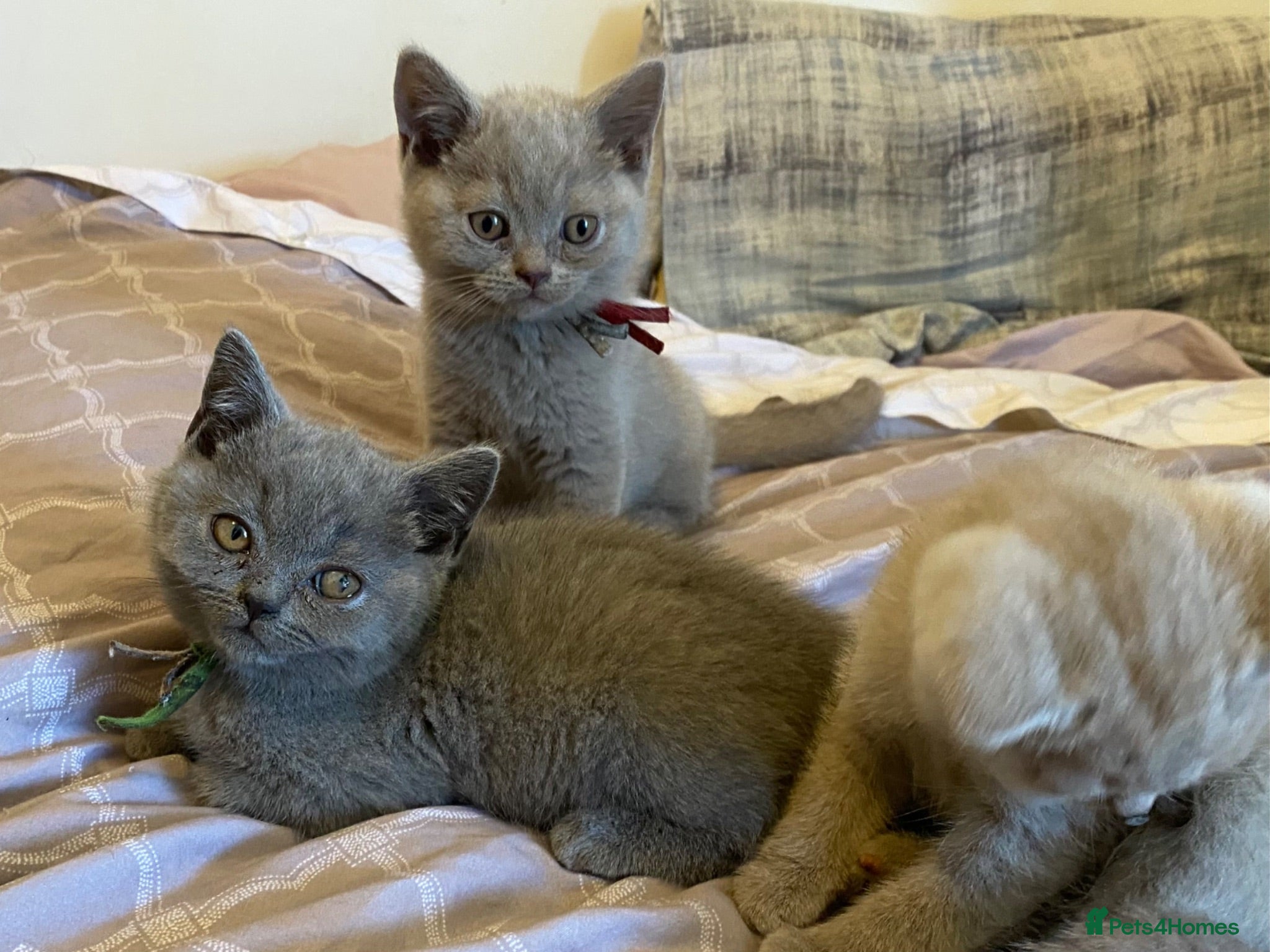 British Shorthair cats Stunning Blue & Lilac Kittens (pedigree parents) - Advert 2
