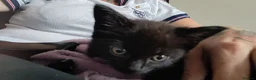 Domestic Shorthair cats for sale: Two female kittens - Advert 5