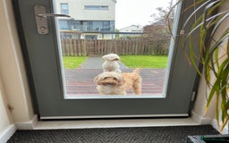 Cockapoo dogs for sale: 🐶✨ Adorable Cockapoos! ✨🐶 - Image 9