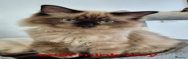 Ragdoll 2