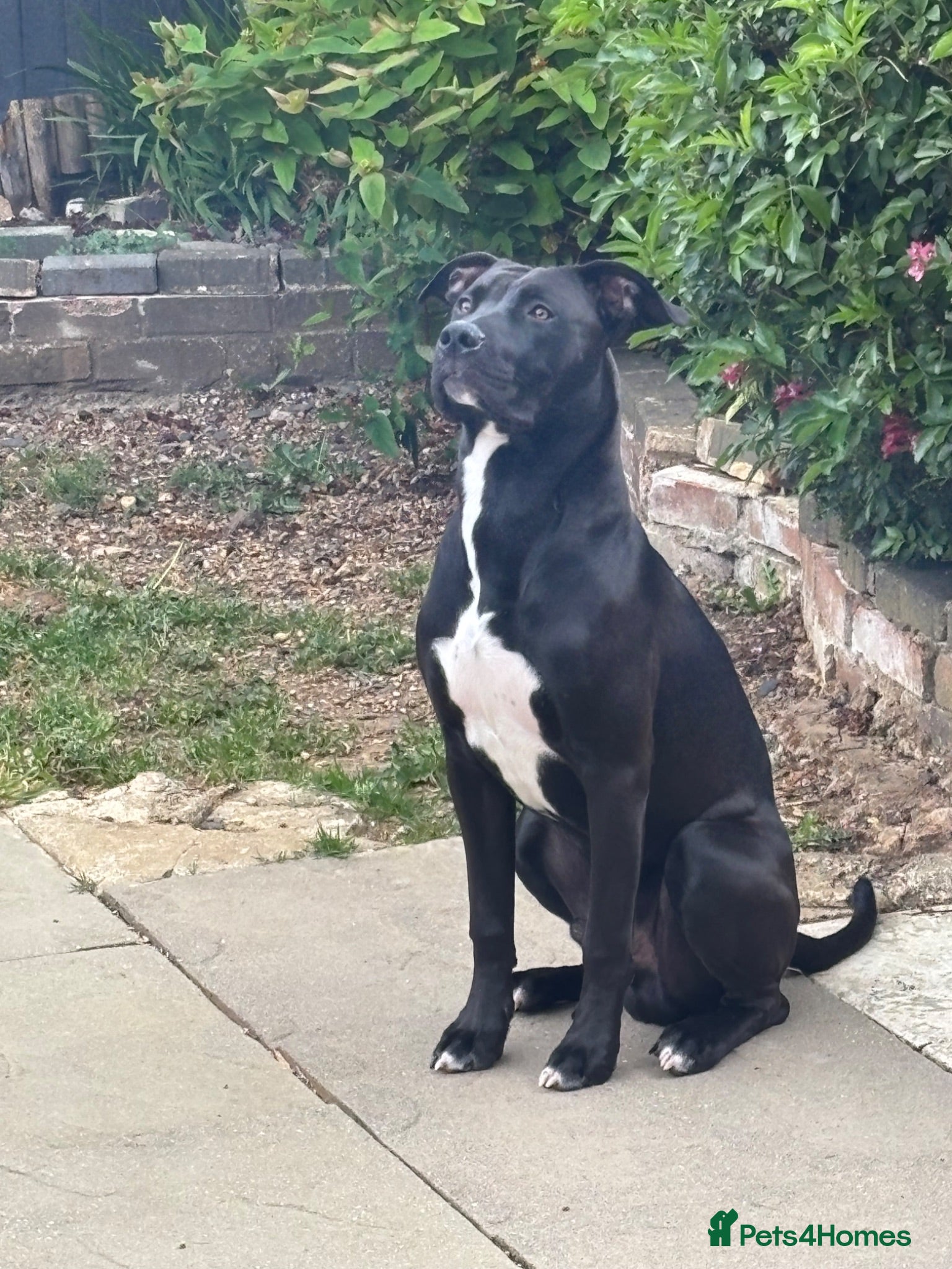 Mixed Breed dogs Staff x cane corso  - Advert 1