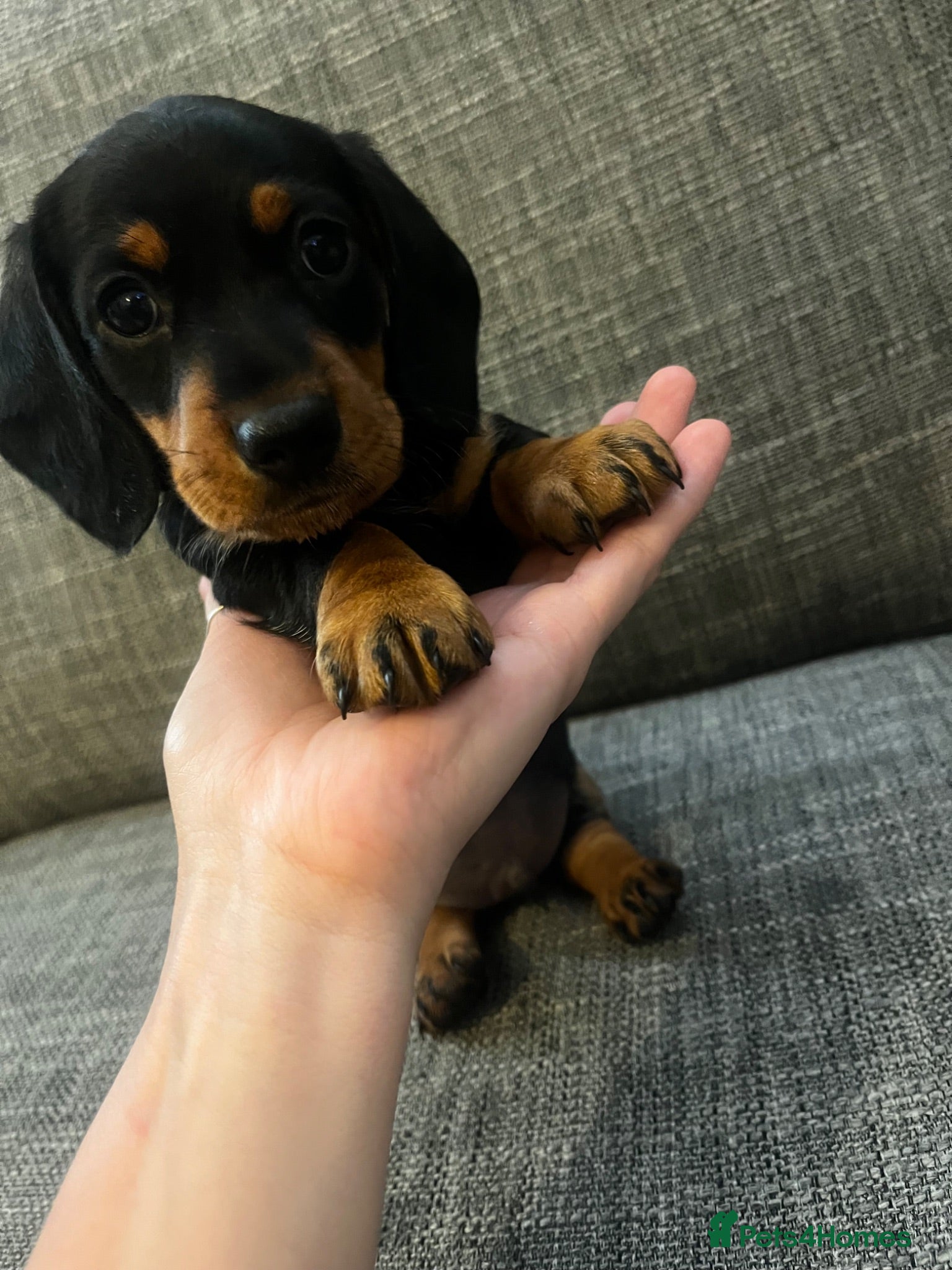 Miniature Dachshund dogs 1 Black & Tan Male left! Miniature Dachshund puppy - Advert 12