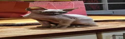 Sphynx cats for sale: *LAST ONE* Gorgeous Sphynx Girl - 12 Weeks Old - Advert 3
