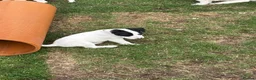 Jack Russell dogs for sale: Beautiful small Jack Russell bitches - Advert 10