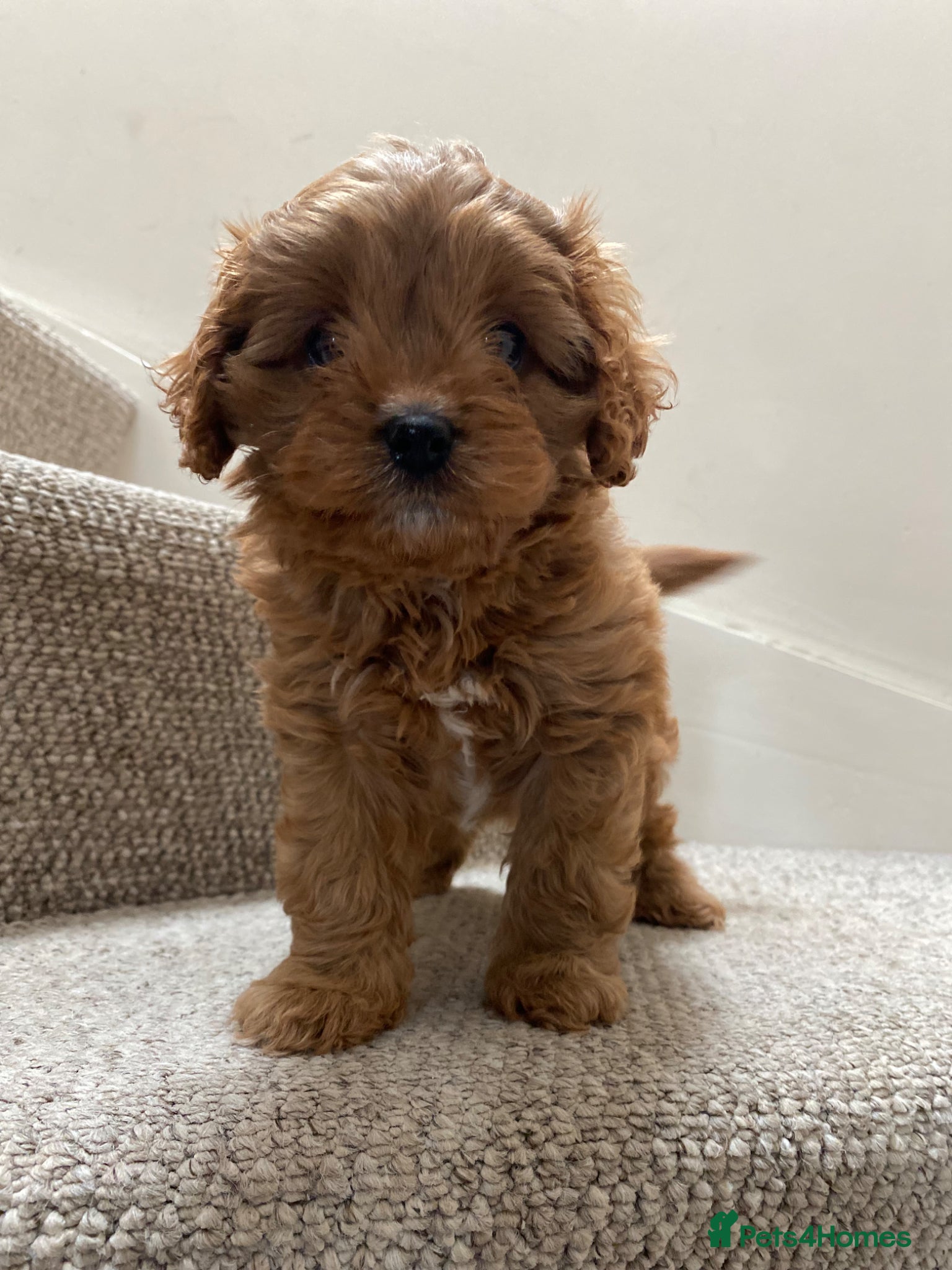 Cavapoo dogs F1 Male Cavapoo. From Health tested KC reg parents - Advert 4