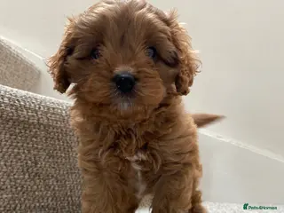 Cavapoo dogs F1 Male Cavapoo. From Health tested KC reg parents - Advert 3