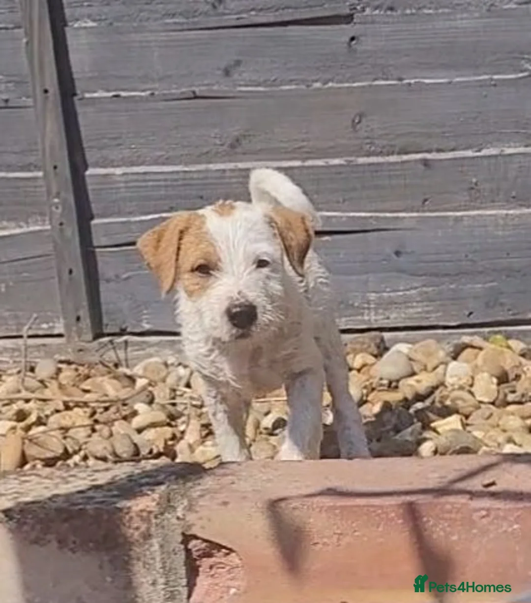 Mixed Breed dogs for sale: Patterdale cross puppies - Advert 15
