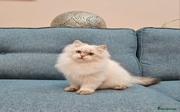 Scottish Fold cats for sale: Excellent Scottish straight kittens  - Advert 21