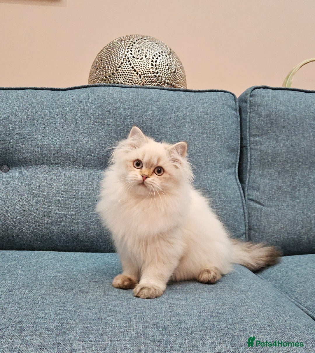 Scottish Fold cats for sale: Excellent Scottish straight kittens  - Advert 21