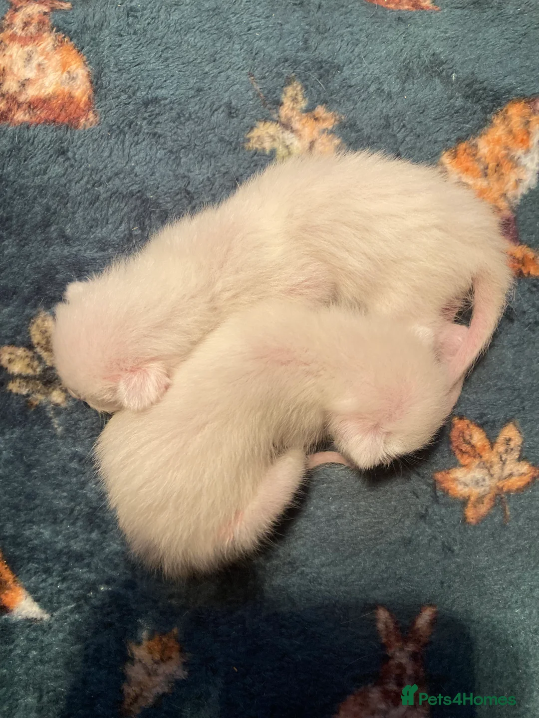 Oriental cats for sale: Oriental boy kittens - Advert 9