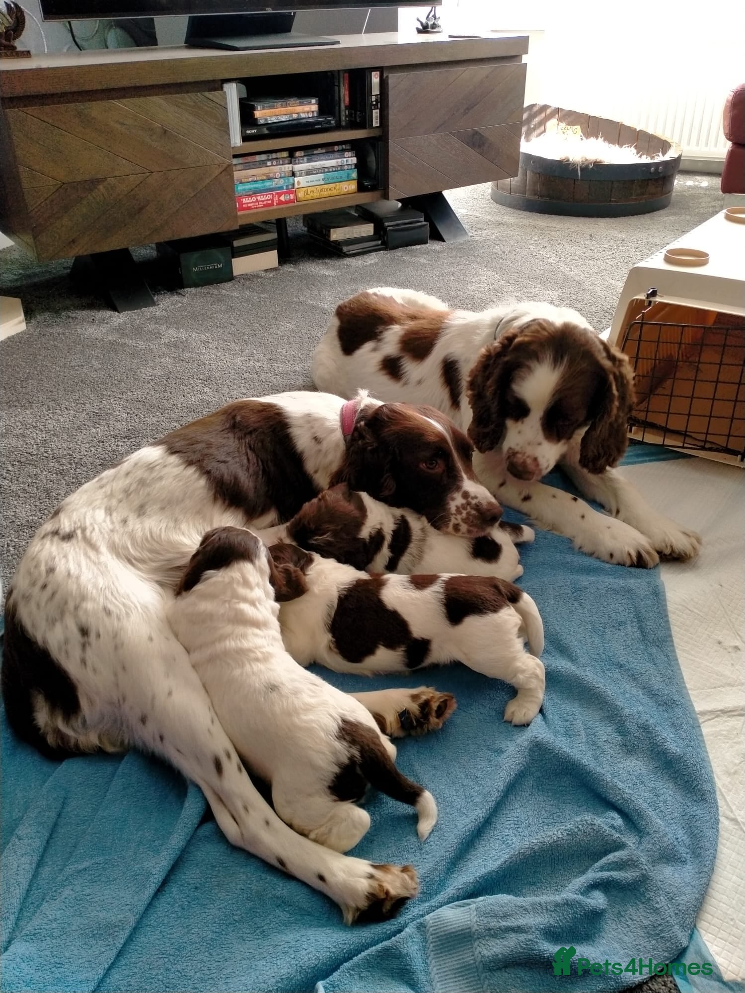 English Springer Spaniel dogs English Springer Spaniel Pups - Advert 4