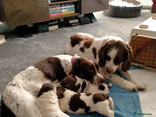 English Springer Spaniel dogs English Springer Spaniel Pups - Advert 4