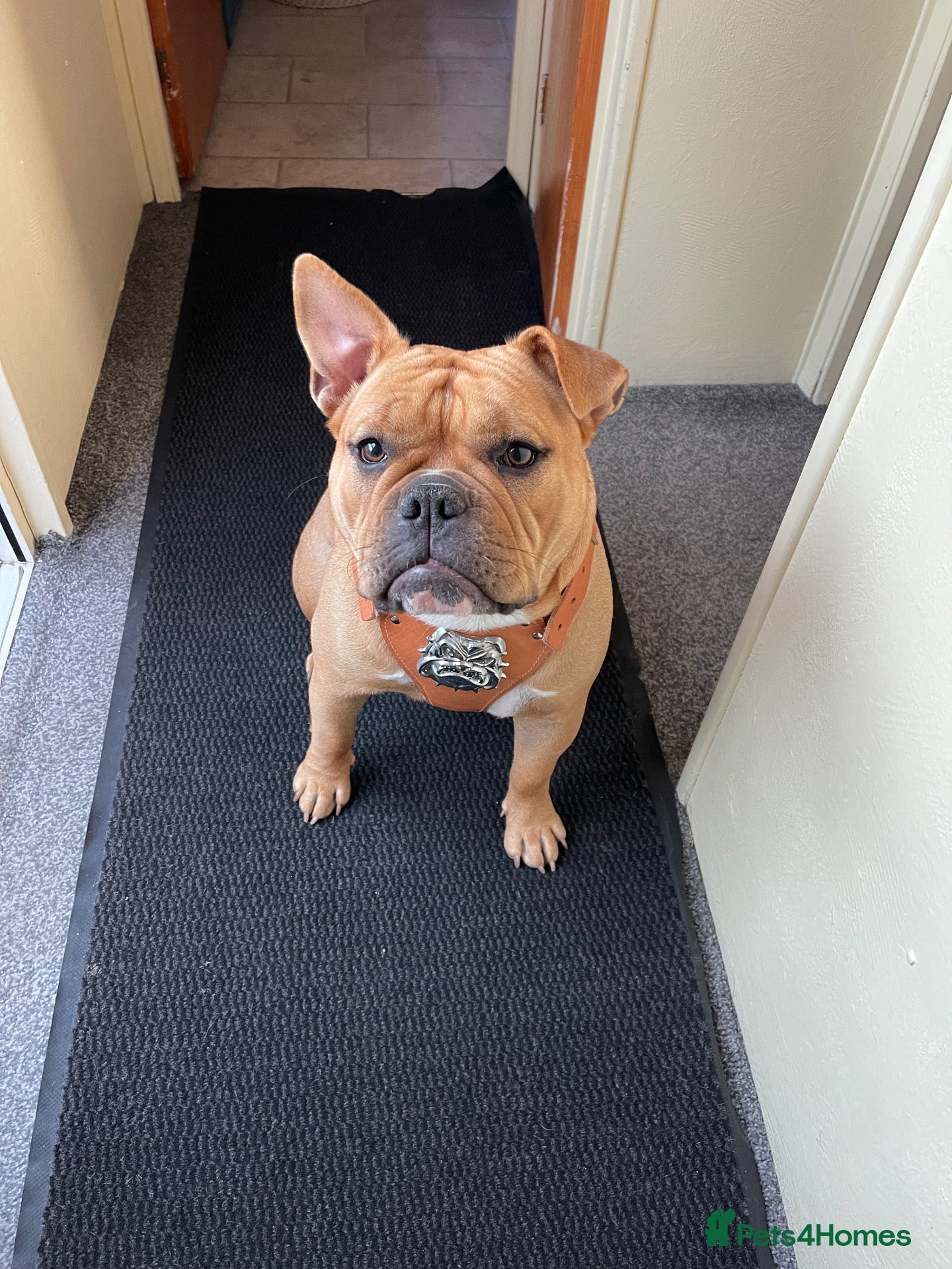 Old Tyme Bulldog dogs Old English bulldogge dog - Advert 2