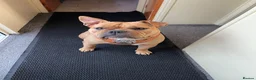 Old Tyme Bulldog dogs for sale: Old English bulldogge dog - Advert 1