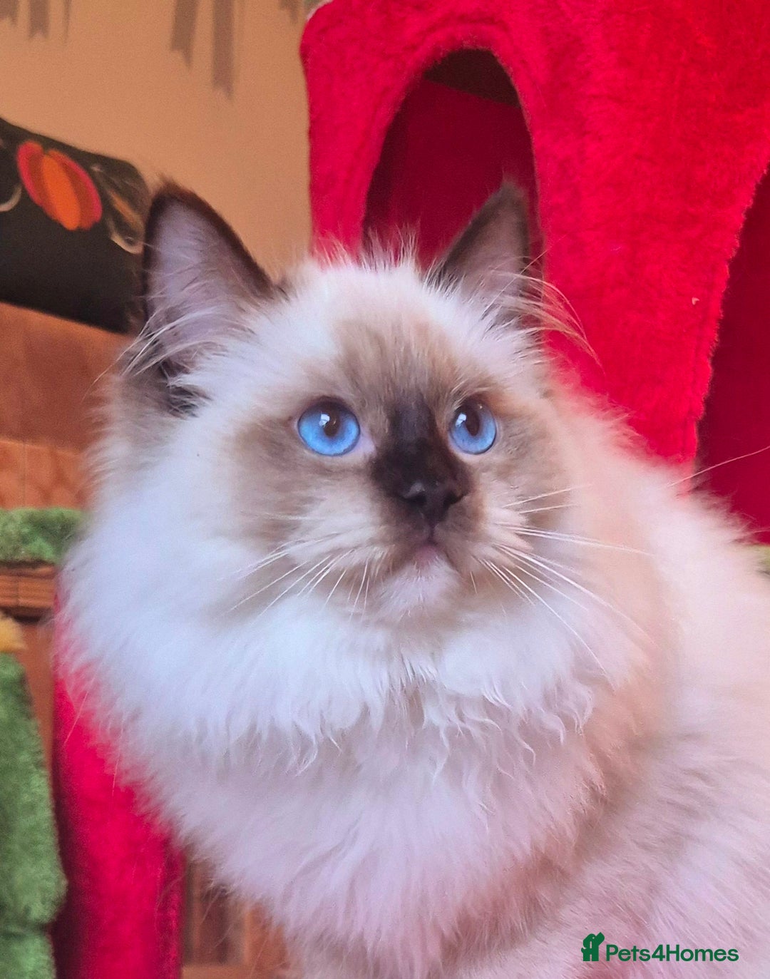 Ragdoll cats for sale: Ragdoll male kitten gccf active - Advert 10