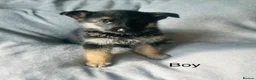 German Shepherd dogs for sale: Gorgeous German shepherd pups for sale  in Durham - Advert 15
