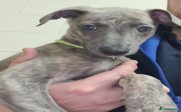 Whippet dogs - Advert 1
