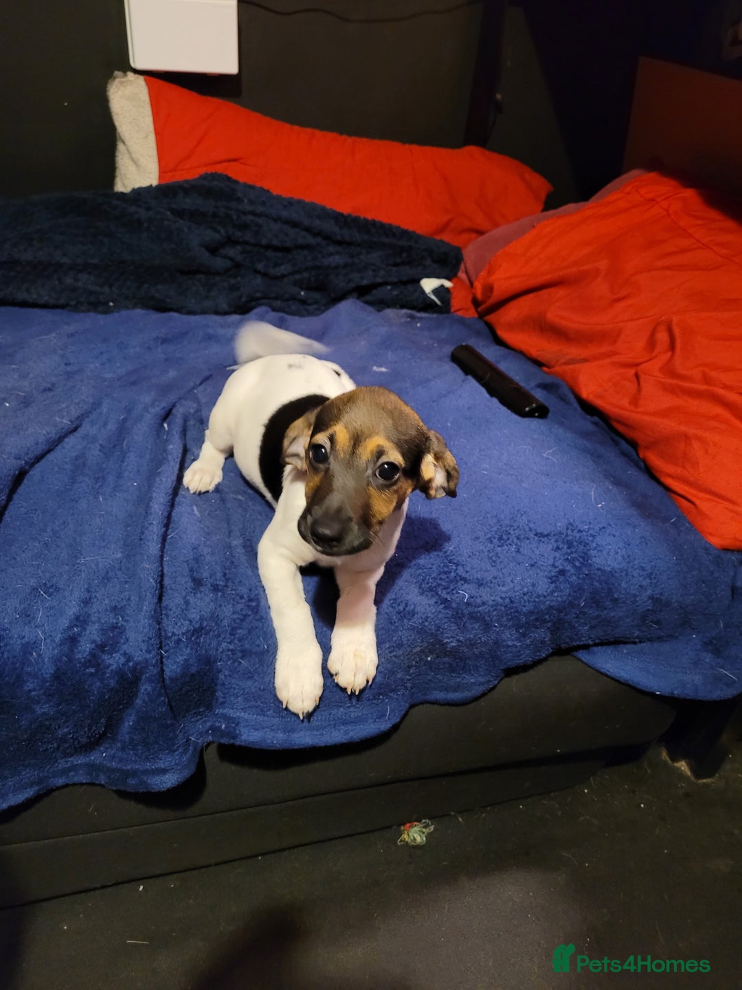 Jack Chi dogs for sale: Beautiful Jack Chi Puppies - Advert 7