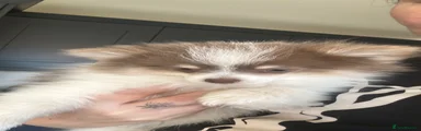 Pomeranian 3