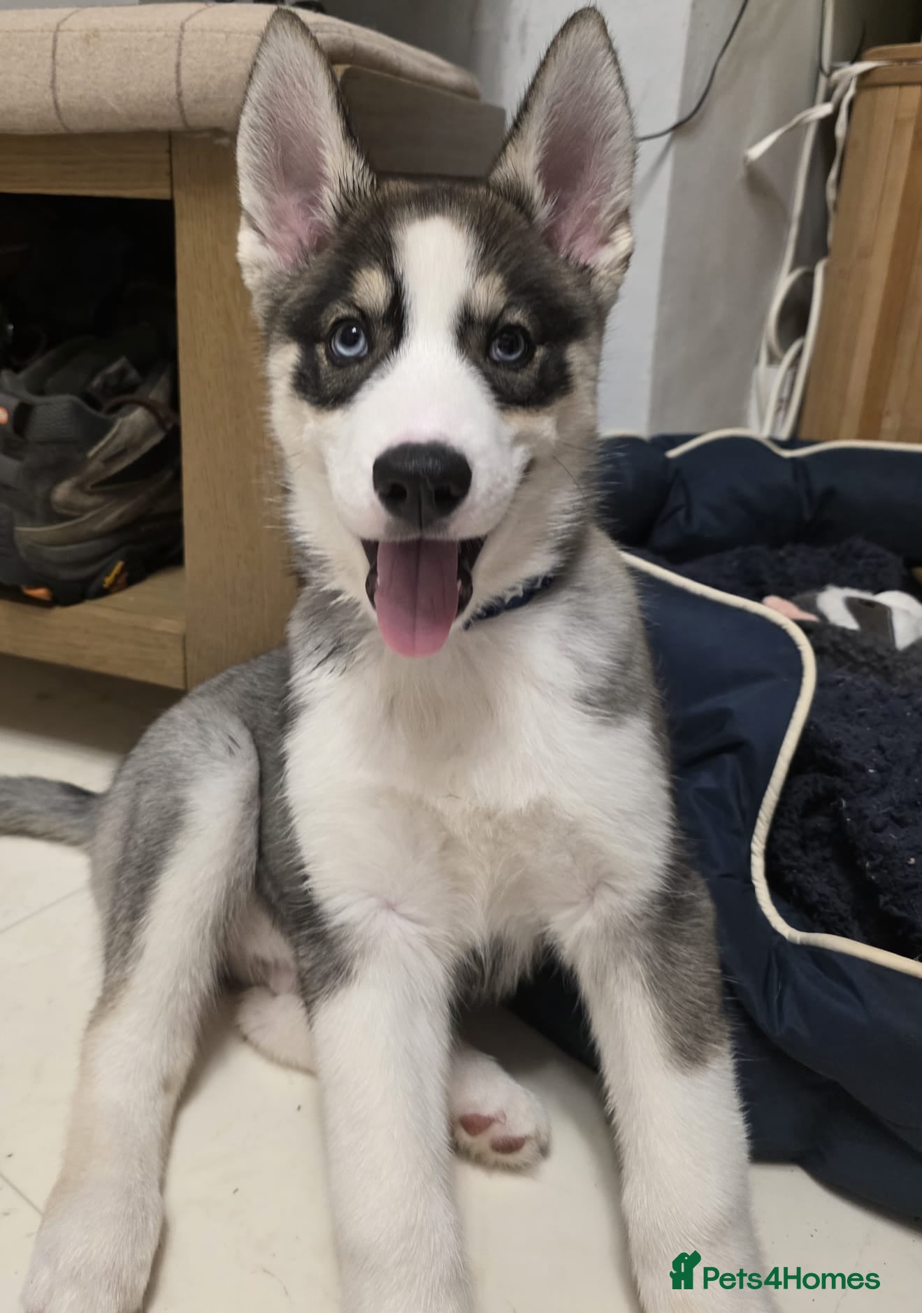 Siberian Husky dogs Adorable male husky puppy - Advert 1