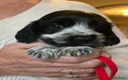 Cocker Spaniel dogs for sale: Show type Cocker Spaniel Pups for sale - Image 2
