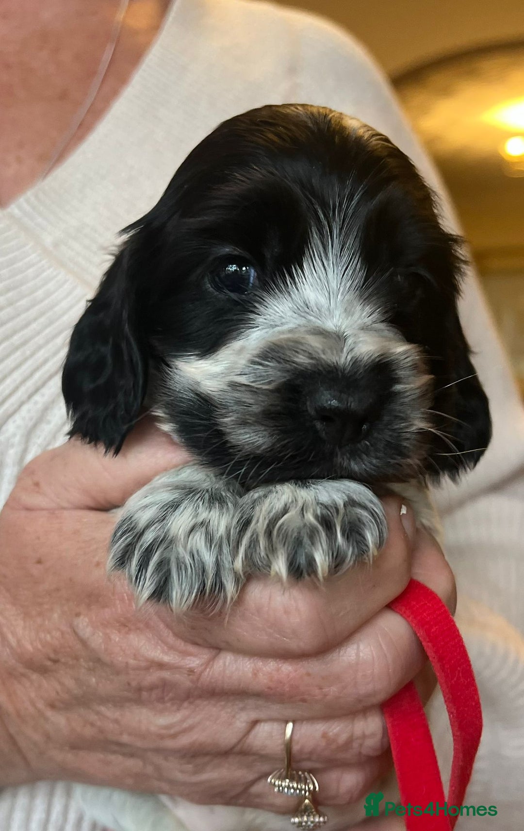 Cocker Spaniel dogs for sale: Show type Cocker Spaniel Pups for sale - Image 2