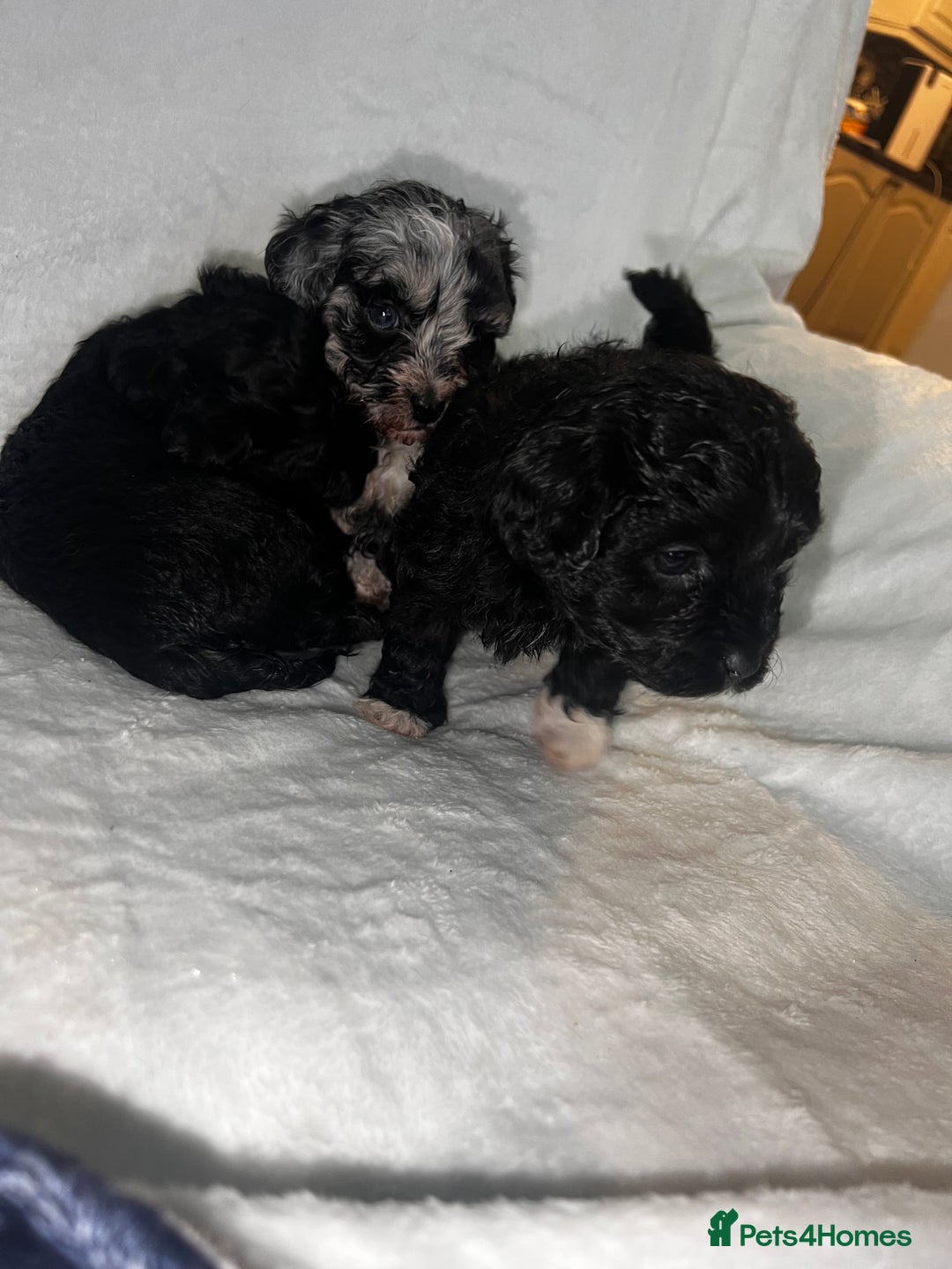 Maltipoo dogs for sale: Stunning F1 Maltipoos  - Advert 3