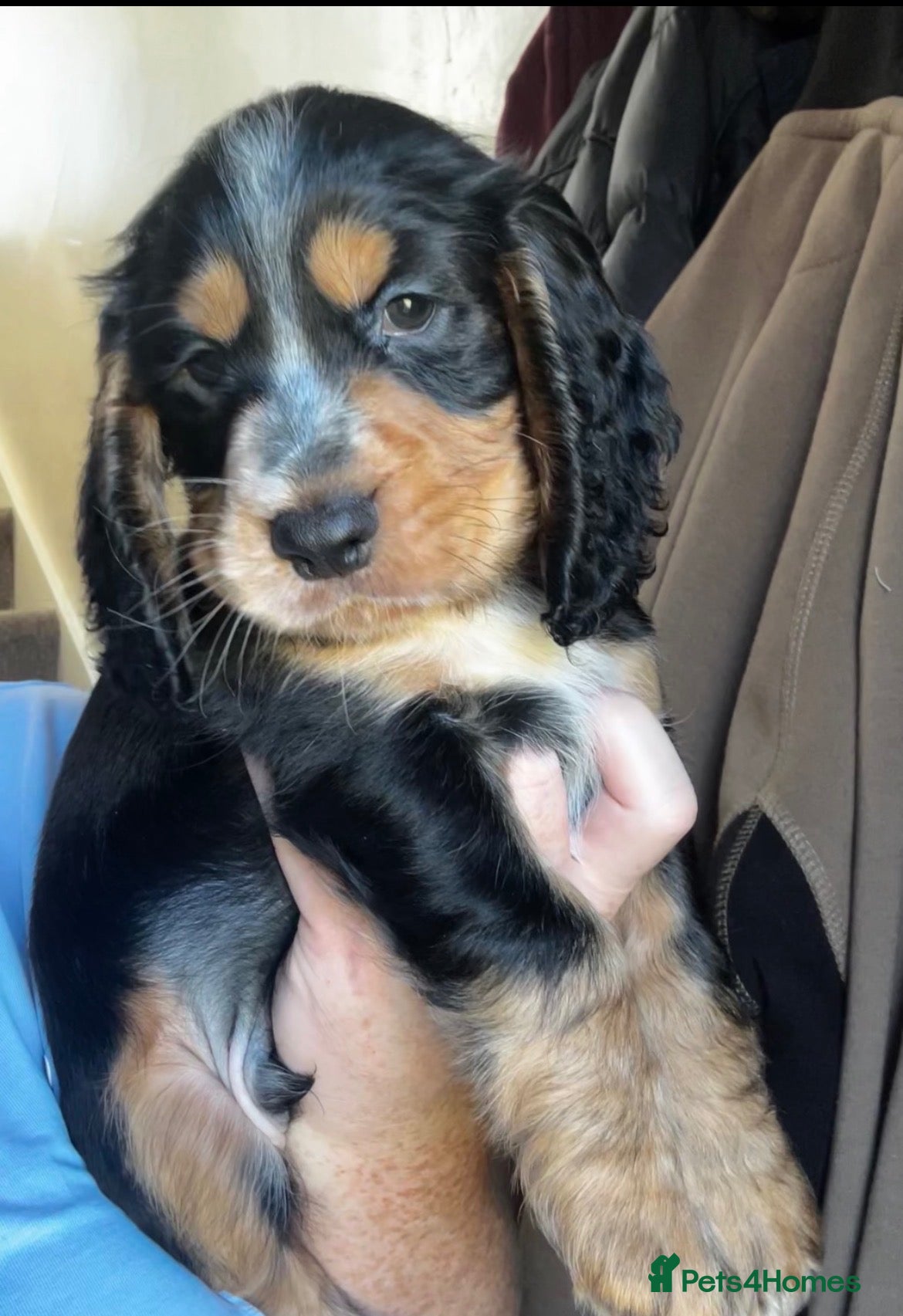 Cocker Spaniel dogs 4 stunning Cocker spaniels 2 boys 2 girls 💖💙💖💙 - Advert 1