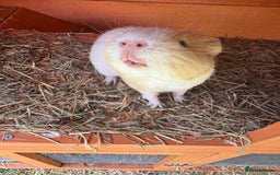 Guinea Pig rodents for sale: 2 Male Guinea Pigs & Hutch - Image 4