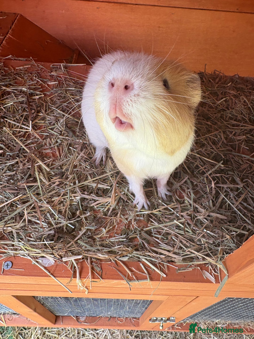 Guinea Pig rodents for sale: 2 Male Guinea Pigs & Hutch - Image 4