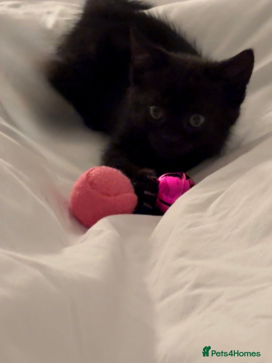 Domestic Shorthair cats for sale: Black Domestic Shorthair  - Advert 3